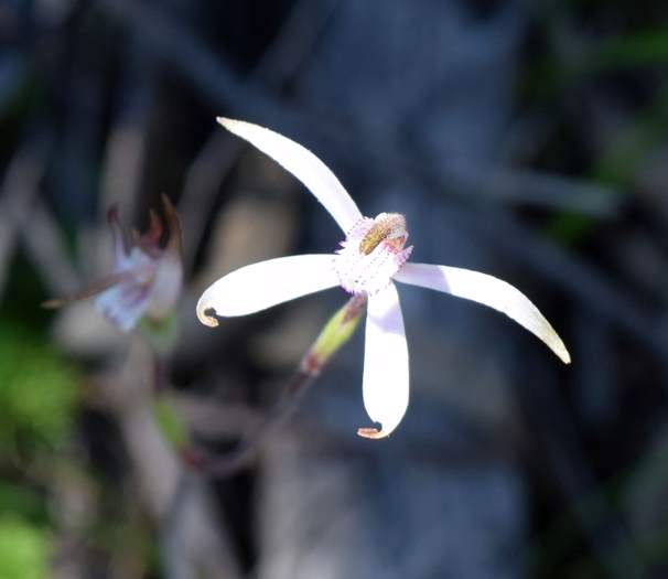 Caladenia - Spider Orchid-Vern-Westbrook-walk-Sep-2018p0026.JPG